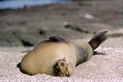 Picture 'Eq1_11_08 Galapagos Sea Lion, Galapagos, Fernandina, Punta Espinosa'